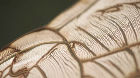 close-up macro shot of a delicate insect wing with visible veins