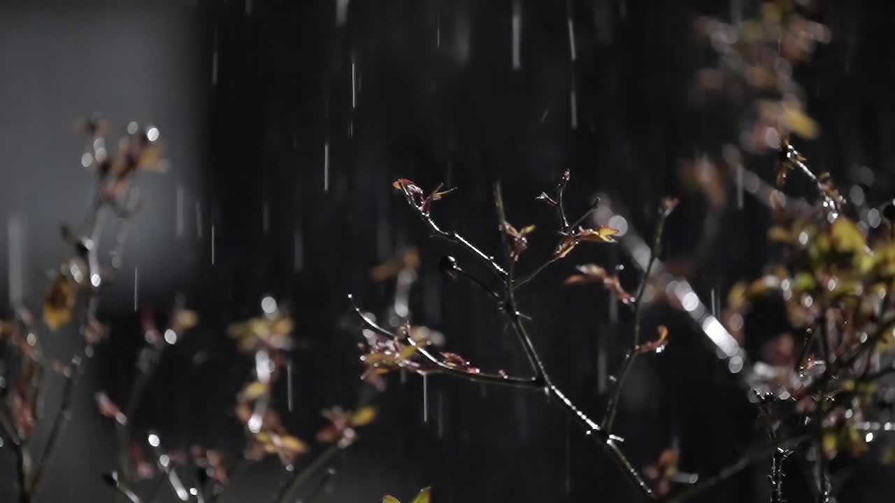 Softly Lit Night Rain, Budding Branches Catching Each Drop