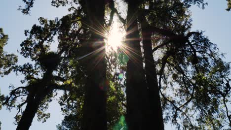 Silhouette-of-high-towering-tree-and-lighting-sunlight-between-branches-during-sunny-day-in-Whirinaki-National-Park-in-New-Zealand