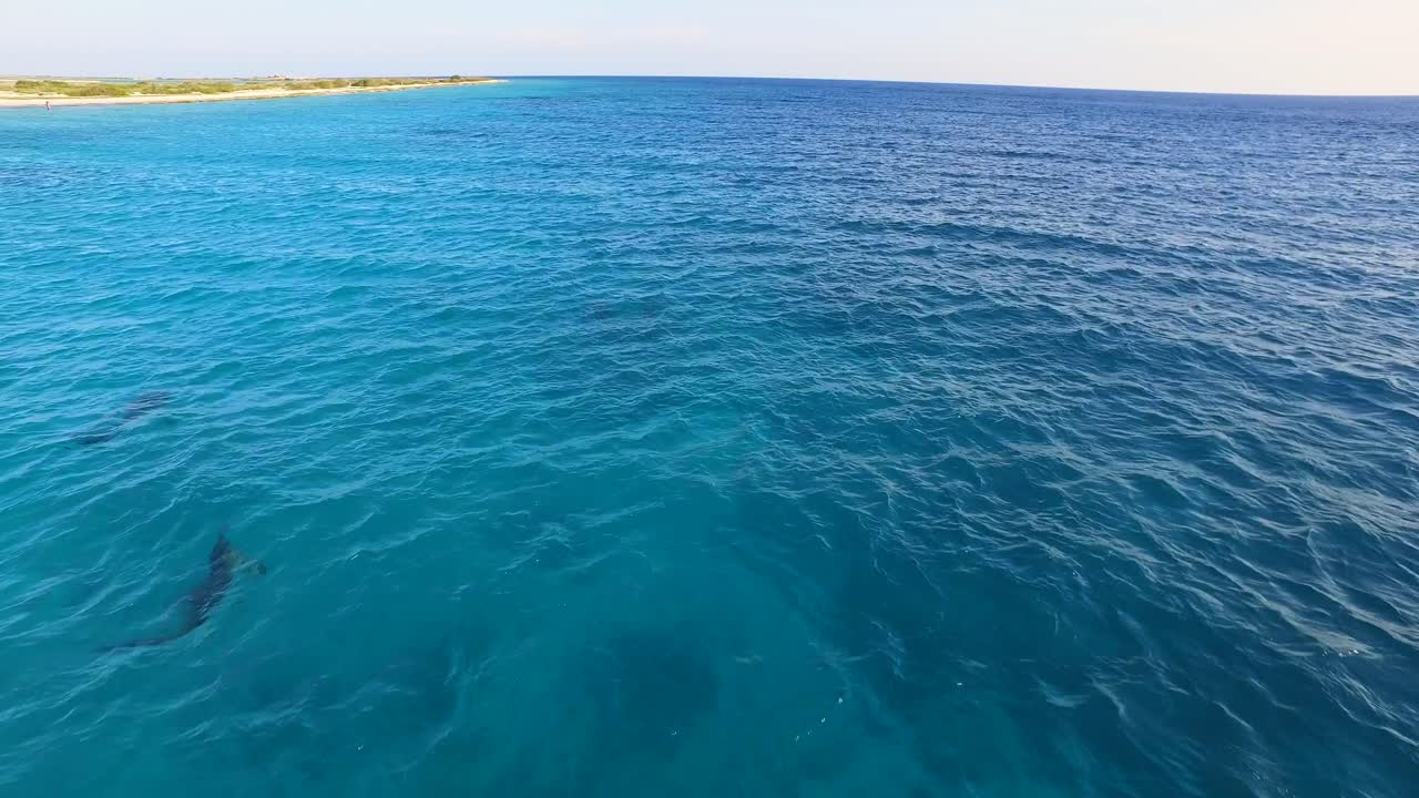 delfines en kitebeach atlantis, bonaire