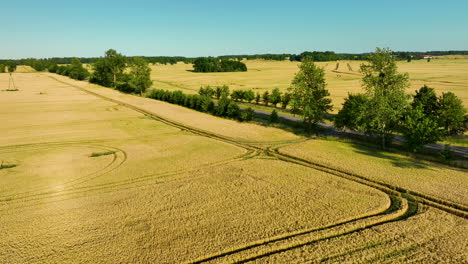 Aerial-view-of-golden-wheat-fields-intersected-by-a-road,-showcasing-the-expansive-rural-landscape-under-a-clear-blue-sky