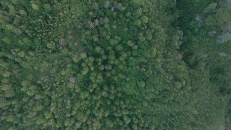 Vista-De-Arriba-Hacia-Abajo-Desde-Una-Toma-De-Drones-A-Gran-Altitud-De-La-Copa-De-Un-árbol-Desde-Un-Bosque-Verde