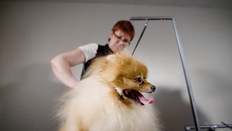 a funny dog sits with his tongue sticking out on the table at the groomer and suggests the completion of combing her hair