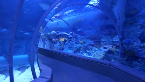 a view through an aquarium tunnel