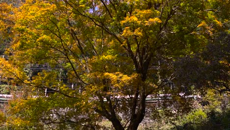 Many-leaves-falling-off-from-bright-yellow-fall-color-tree---close-up-view