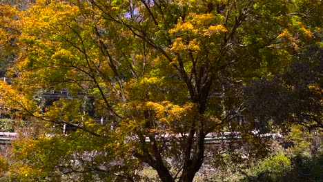 Viele-Blätter-Fallen-Vom-Hellgelben-Herbstfarbenbaum-Ab---Nahaufnahme