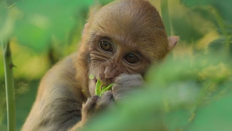 rhesus macaque (macaca mulatta) in slow motion is one of the best-known species of old world monkeys. ranthambore national park sawai madhopur rajasthan india