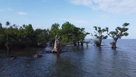 coastal mangrove tree forest on sea shore flooded with saltwater on high tide