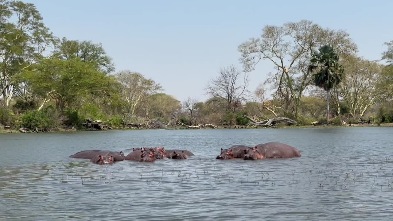 Flodhester (Hippopotamus amphibius) i Shire-elven i Liwonde nasjonalpark, Malawi