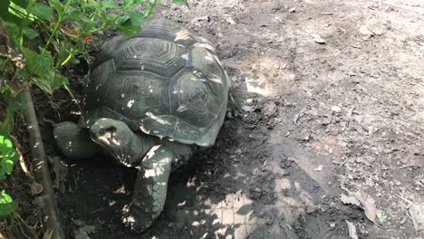 giant or seychelles giant turtle