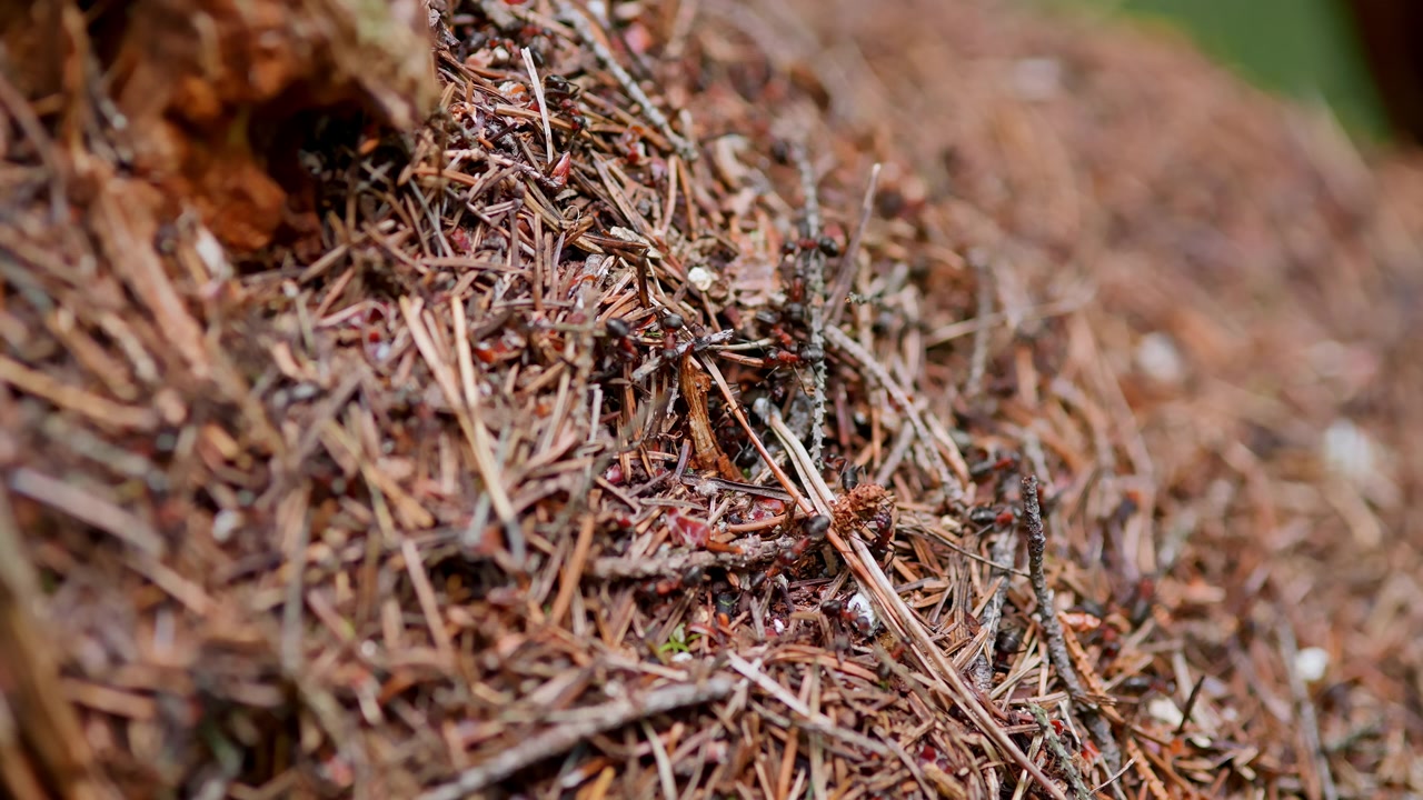 Primo piano di formiche indaffarate che si muovono su un formicaio nella foresta