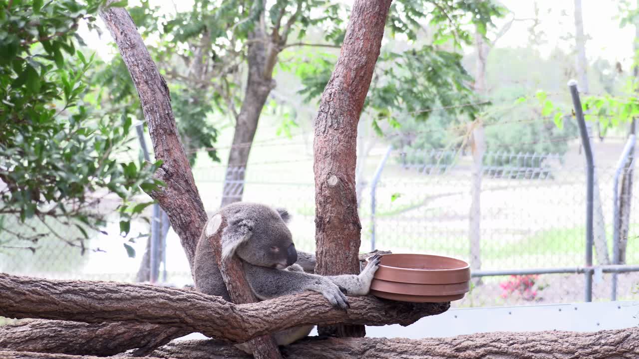 포로로 나무에서 자고있는 호주 코알라