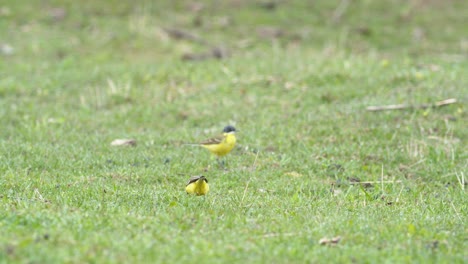 Pájaro-De-Cola-Amarilla-Caminando-Sobre-La-Hierba-Y-Buscando-Bichos-De-Comida