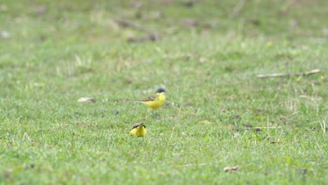 pájaro de cola amarilla caminando sobre la hierba y buscando bichos de comida