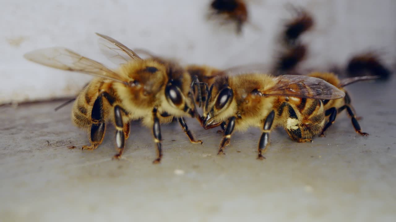 벌의 자연 환경에서의 행동과 꽃가루 활동의 중요성에 대한 이해
