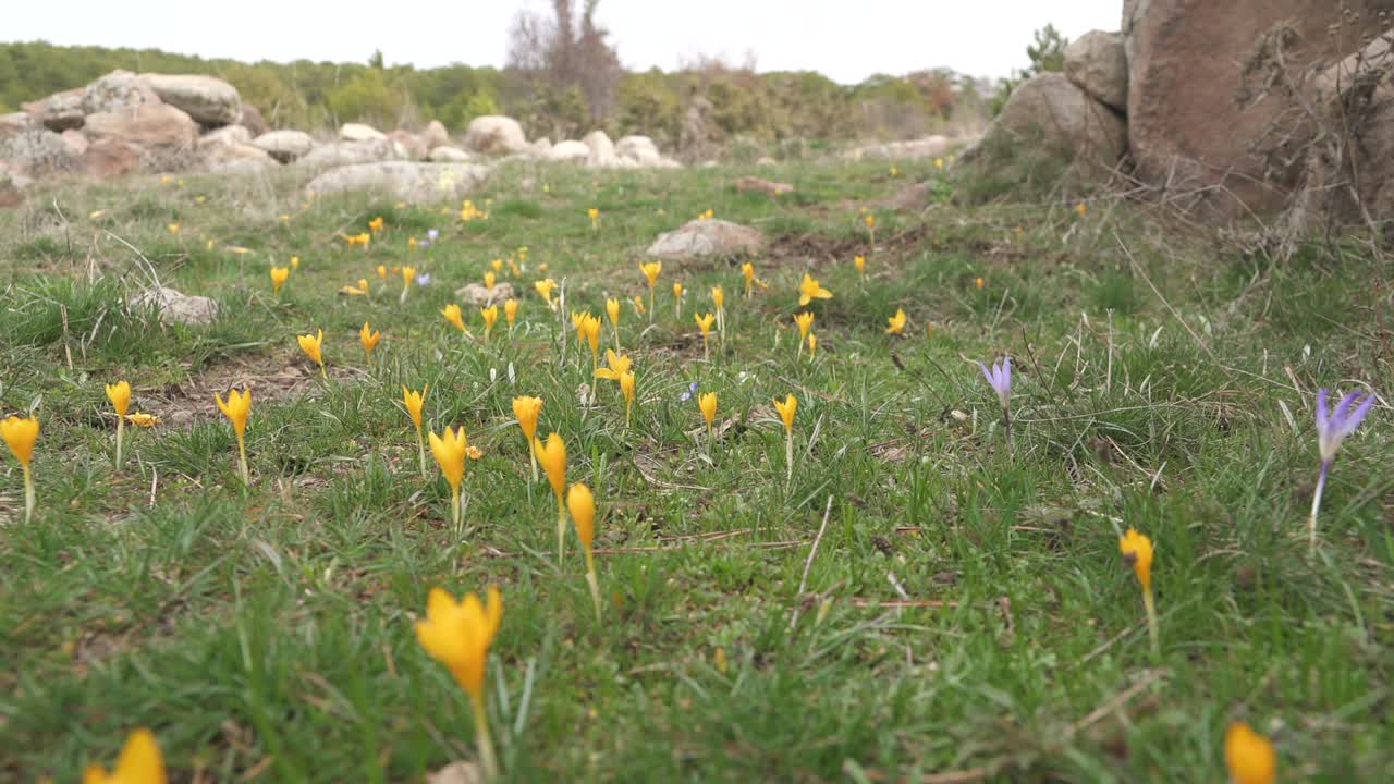 поверхность пола тундры