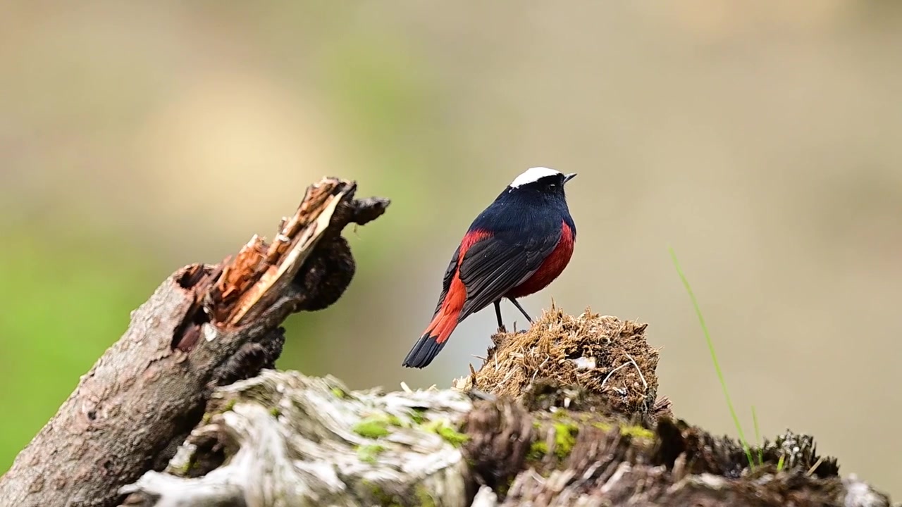 Un video di profilo aviario aggraziato dove la quiete di un pomeriggio piovoso è interrotta da un salto improvviso ed energico nel sottobosco