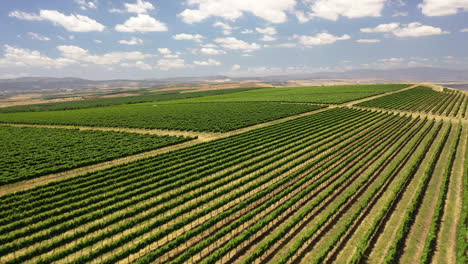 Volar-A-Través-De-La-Bodega-Tabor-Disparo-De-Dron-Norte-De-Israel-Kineret-Ver-Campo-De-Viñedos