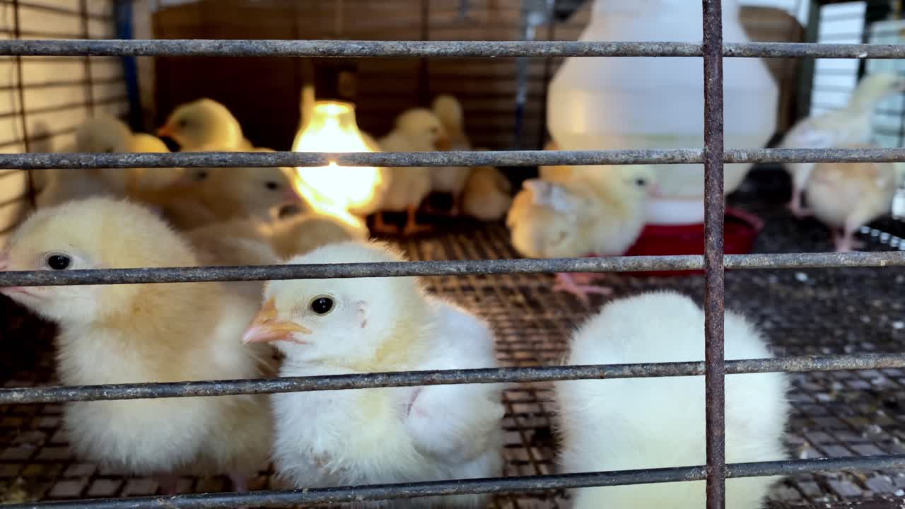 Recinto in rete metallica pieno di adorabili e teneri pulcini di un giorno
