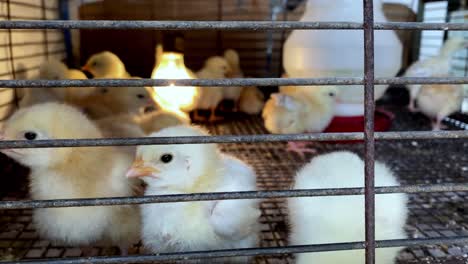 Wire-pen-full-of-day-old-adorable,-cute-baby-chicken-chicks