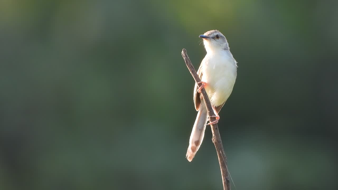 인디언 실버빌 - 나무 - 연못 지역