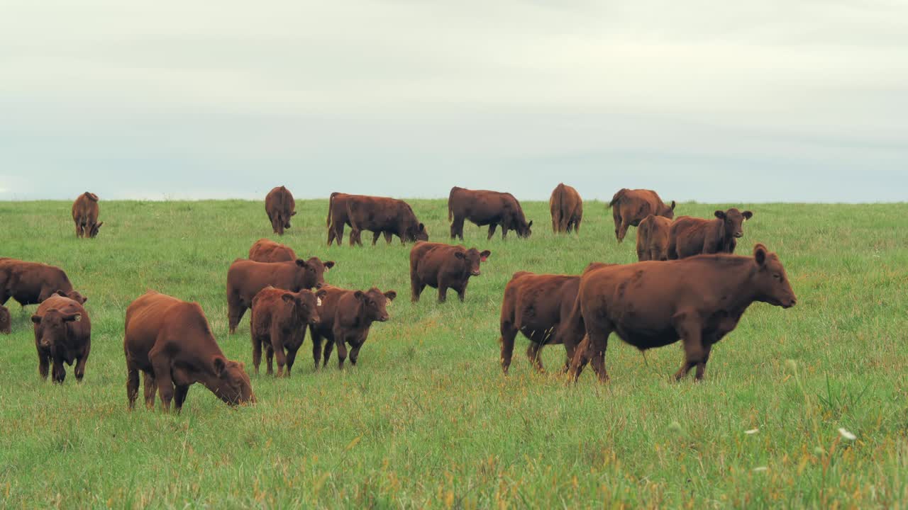 A wide shot captures a herd of brown cows grazing across a lush green field under a pale sky.