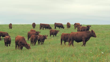 a wide shot captures a herd of brown cows grazing across a lush green field under a pale sky.