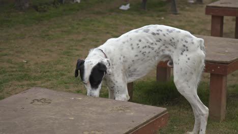 dogs-playing-and-running-in-the-dog-park