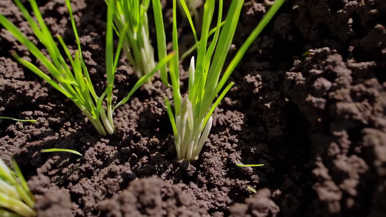 Rice seedlings in a paddy field