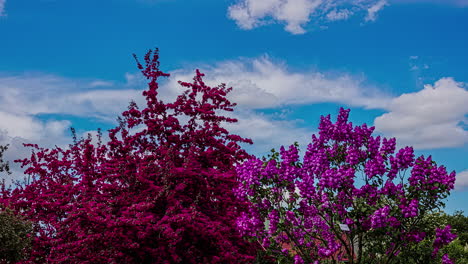 Tiro-De-Lapso-De-Tiempo-De-árboles-Balanceándose-Con-Hojas-Rosas-Y-Rojas-Contra-El-Cielo-Azul