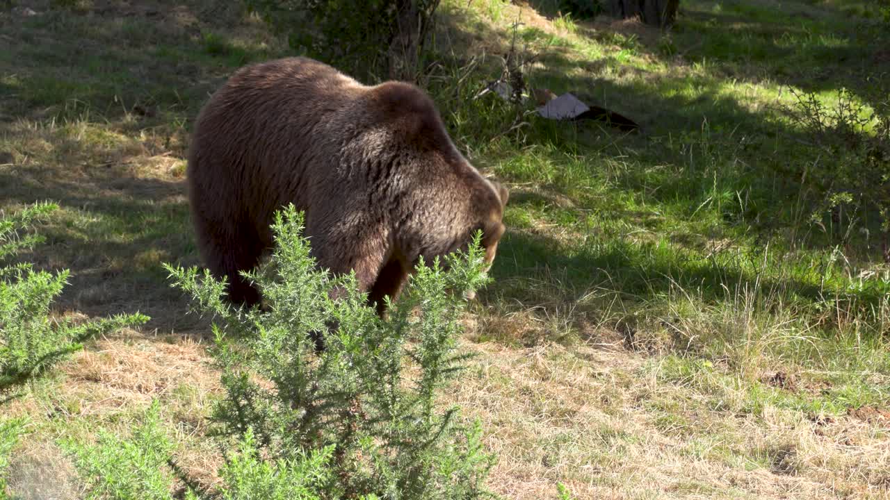 A brown bear cub, playfully exploring its natural habitat.
