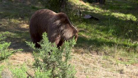 a brown bear cub, playfully exploring its natural habitat.