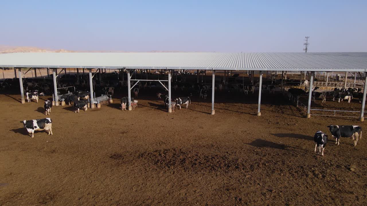 Mucche in un campo con una grande stalla coperta presso uno stabilimento lattiero-caseario, vista aerea
