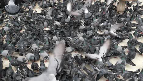 a large flock of pigeons feeding