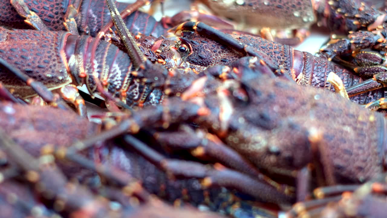 Closeup view of freshly caught spiny Cape Rock Lobster, rack focus