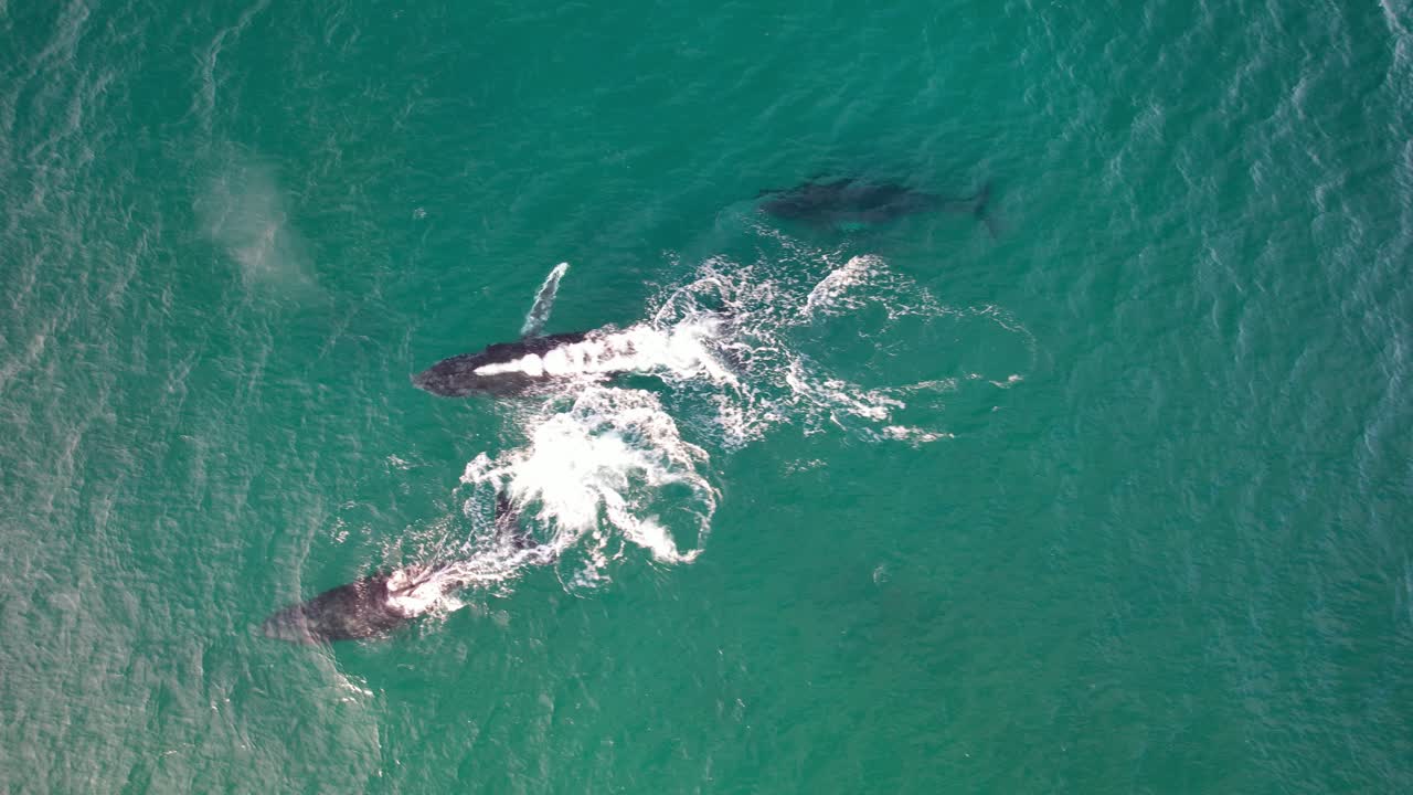 Top View Of Three Humpback Whales Swimming Together, Surfacing One After The Other To Breathe. aerial shot, slow motion