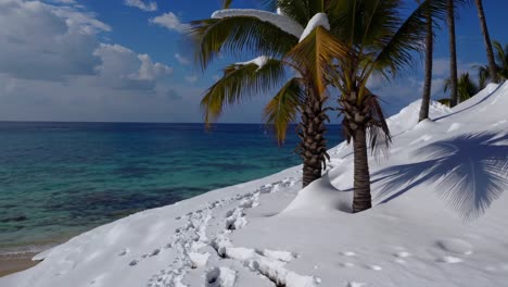 snowy tropical beach with palm trees