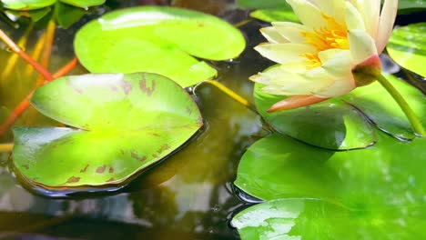 pequeños peces koi nadando en un estanque tranquilo con flores de loto