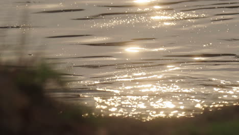 golden reflections on water