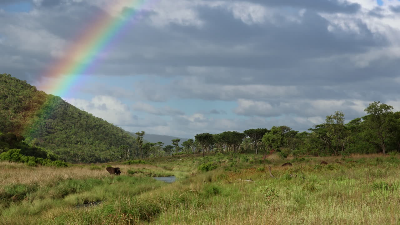 Elephant bull under rainbow annoyed by proximity of buffalo herd next to river