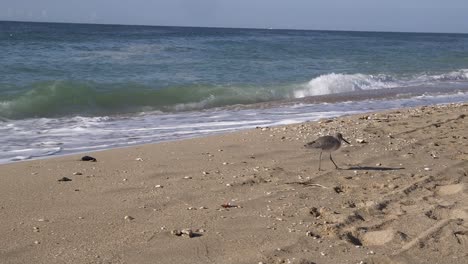 a sandpiper wanders across the beach moving from the crashing waves to up the beach and out of sight, rocky point, puerto peñasco, gulf of california, mexico