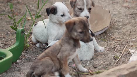 homeless puppies on the streets of the city.