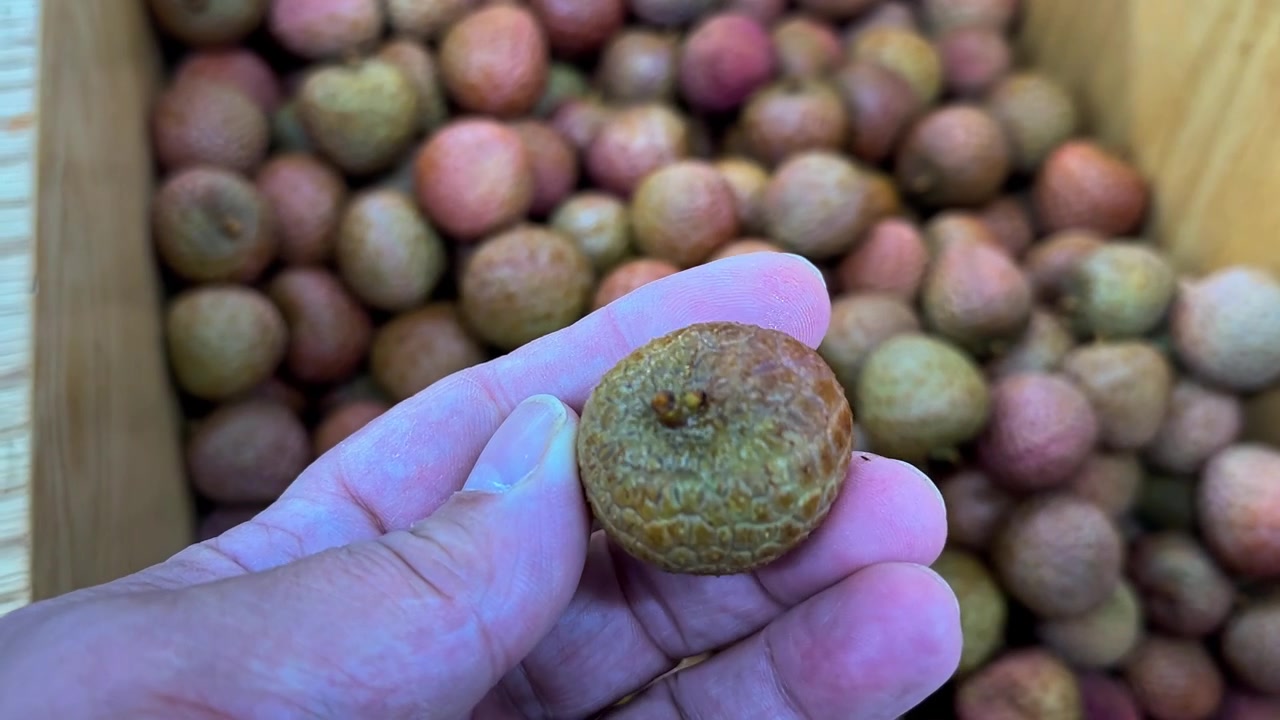 Filmato al rallentatore della mano di un cliente che seleziona un litchi maturo da una cassa di legno in un negozio di alimentari o mercato contadino