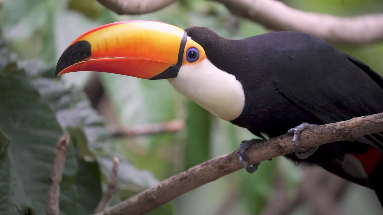 Tucano adulto com cores vibrantes em seu corpo, que vira a cabeça e pousa em um galho