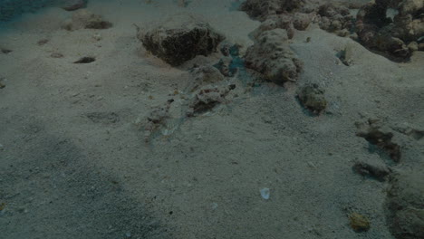 male and female dragonfish on sandy bottom