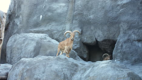 Borrego-Cimarrón-Carnero-De-Las-Montañas-Rocosas-Ram-Durante-La-Primavera