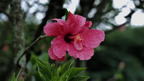 a red hibiscus flower moves back and forth in the wind