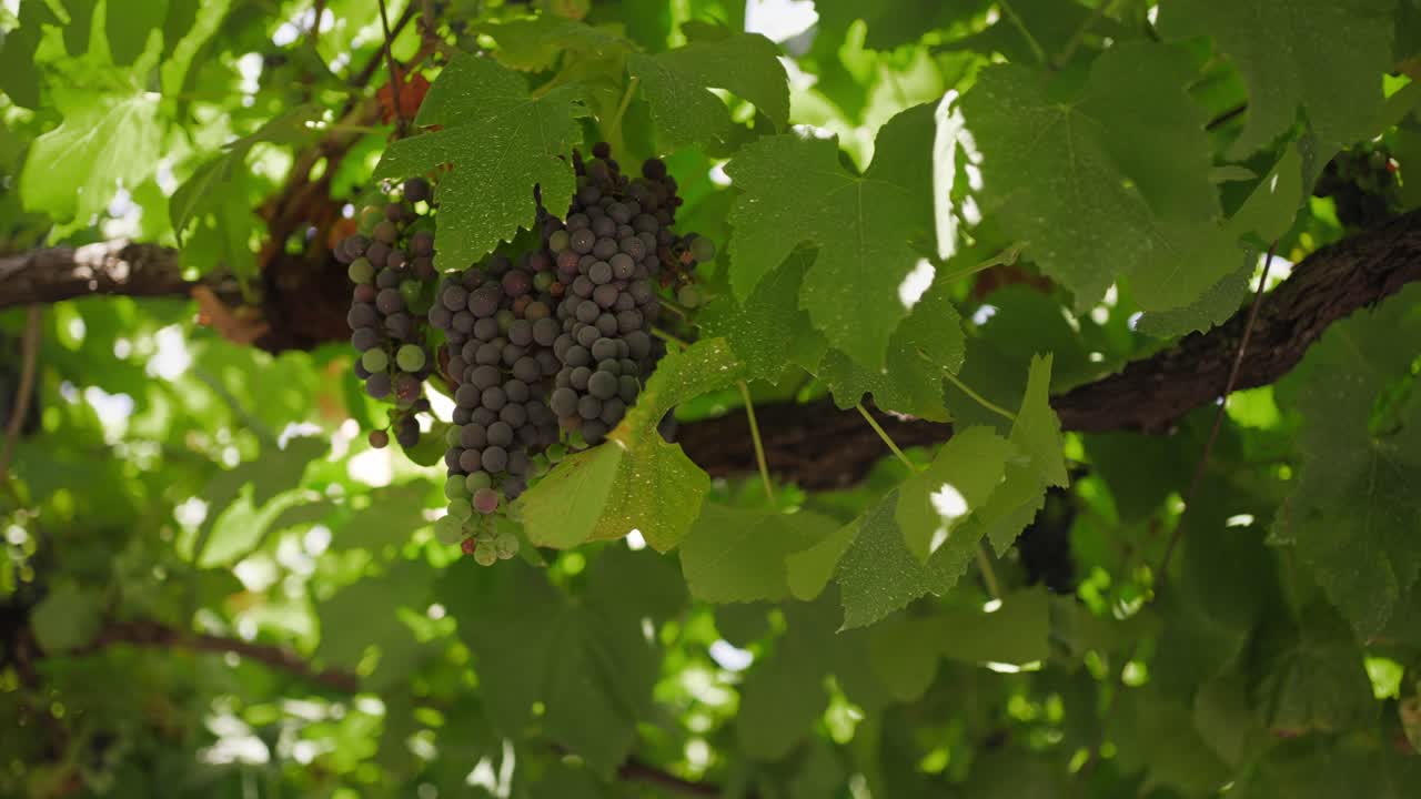 밝은 초록색 잎으로 둘러싸인 포도나무에서 매달린 포도 어리