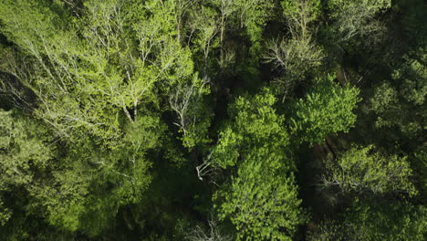 Lush-Green-Foliage-Of-Trees-In-Wolf-River-Near-Collierville-In-Tennessee,-United-States