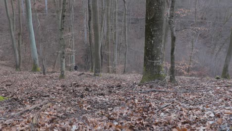 Fotograf,-Der-Im-Zeitigen-Frühjahr-In-Einem-Wald-Den-Hügel-Hinauf-Wandert